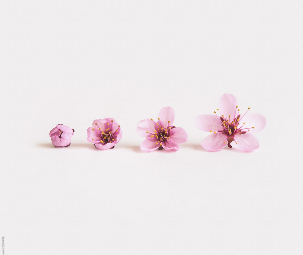 All You Must Know About From Menarche To Menopause